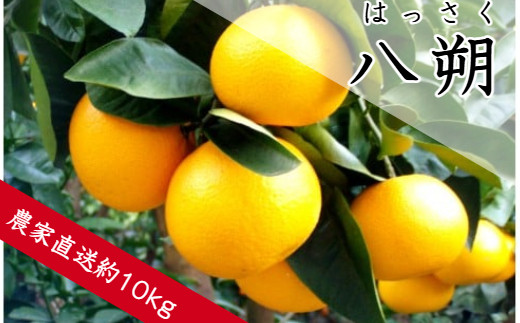 八朔（約10㎏）(A137-1) - 和歌山県有田市｜ふるさとチョイス