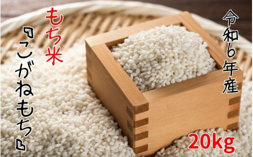 ブランドもち米「こがねもち」令和5年産 新潟県産/【精米20kg(5kg×
