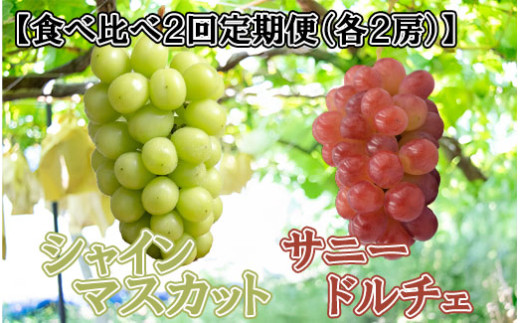 数量限定】【2025年発送分 先行予約】【２回食べ比べ定期便・別送】シャインマスカット（２房）+サニードルチェ（２房）食べ比べ定期便（２回発送）  ※本州限定 シャイン シャインマスカット フルーツ 果物 くだもの 山梨 やまなし サニードルチェ 食べ比べ 定期便 - 山梨 ...