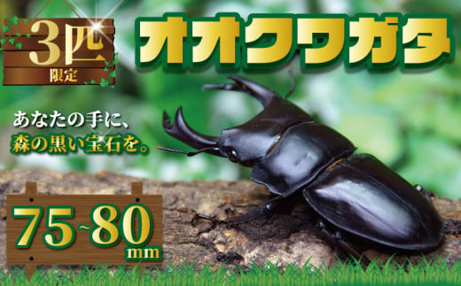 国産オオクワガタ オス 75~80mm 成虫 昆虫 オオクワガタブリーダー クワガタブリーダー クワガタ カブトムシ プレゼント 自由研究 夏休み  スイカ ギフト 国産 千葉県 銚子市 銚子オオクワガタ倶楽部 - 千葉県銚子市｜ふるさとチョイス - ふるさと納税サイト