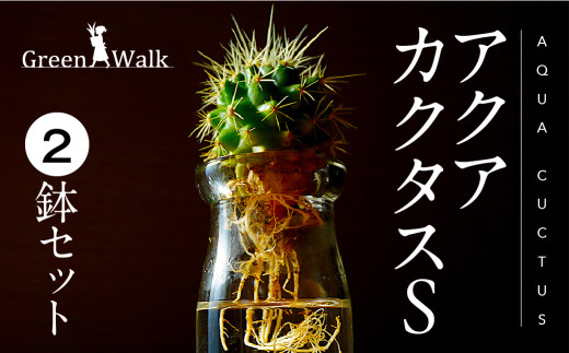 ハイドロカルチャー 観葉植物 アクアカクタスS 2鉢セット サボテン 土