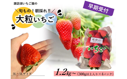 2026年1～2月発送】「諏訪湖いちご園の大粒いちご」(300g以上入り×4