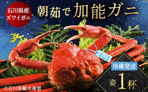 先行予約】【冷蔵発送】 朝茹で 加能ガニ 姿1杯 2025年11月上旬以降