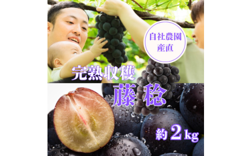 yRRsz2026Ns\񁄊nn 2kg RY Д_Yʌ聄󏭕i!y1327857z