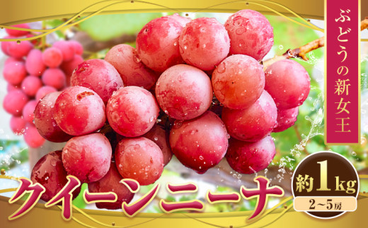 ぶどう【先行予約】クイーンニーナ 約1kg 約1kg 2~5房 株式会社