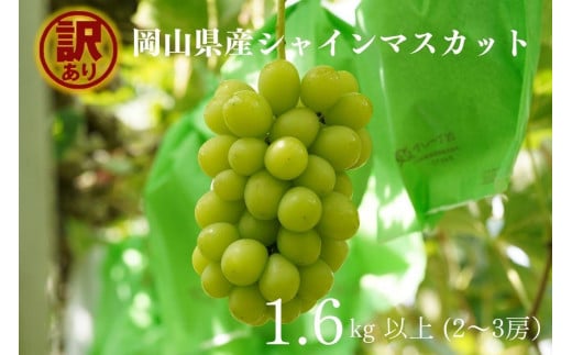 yRRsz󂠂 VC}XJbg 2`3[ v1.6kgȏ Yn ̂ Ԃǂ  VC }XJbg R Kawahara Green Farm@RY 2026N | t[c ʕ  󂠂 V