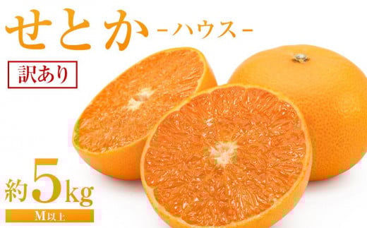 yLszƂinEXj5kgiMȏjƒpy2026N3甭z