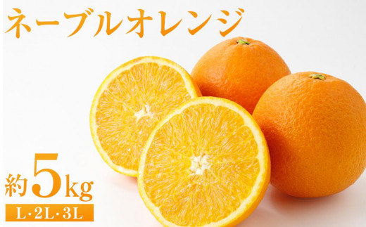 ネーブルオレンジ 約5kg（L・2L・3L）【2026年2月から発送開始】【柑橘