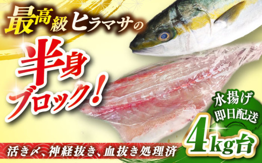 壱岐島産天然ヒラマサ（4キロ台・半身ブロック） 《壱岐市》【壱岐島
