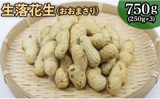落花生 掘りたて 生落花生 「 おおまさり 」750g （250g×3袋