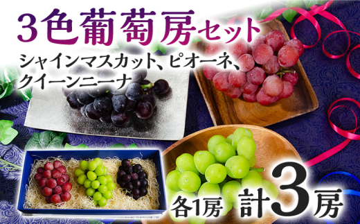 数量限定】 ぶどう 食べ比べ 3色葡萄房セット( シャインマスカット
