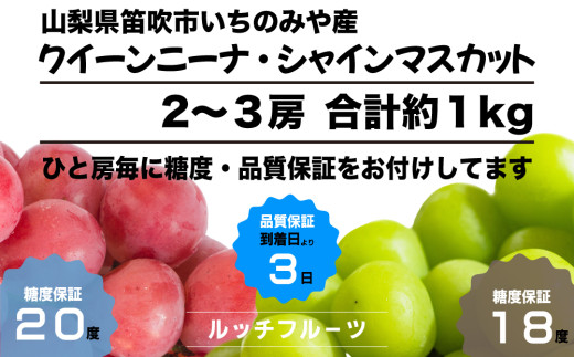 2026年発送【全房糖度保証付】希少品種クイーンニーナとシャイン