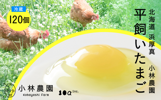 ykC^zy①zz̖򥕽L 120s^tyeA[Ёz ܂  { ʎq   kC  [AXAN076]