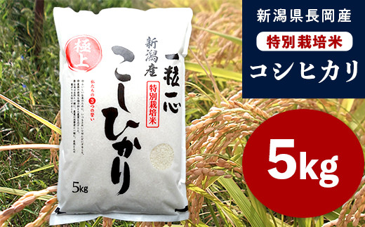 48-7N051新潟県長岡産特別栽培米コシヒカリ5kg - 新潟県長岡市