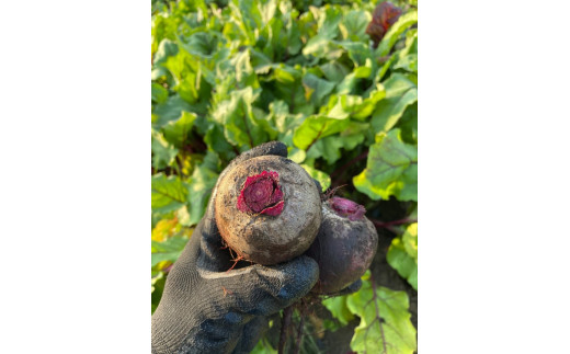 ビーツ（小サイズ）農薬不使用　北海道産　※土日発送休み 楽天市場】【500円OFFクーポン対象】ビーツ 4kg 小さめサイズ S規格