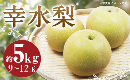 数量限定 幸水梨 約5kg 9～12玉【2025年7月上旬～8月上旬発送】 ナシ 