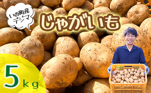 じゃがいも5kg（デジマ） - 高知県いの町｜ふるさとチョイス