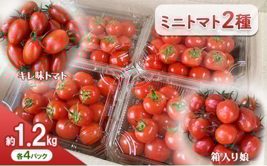 yɌPHsz[5258-1237]y11{ȍ~oׁz~jg}gi2jp  [ ~j Ƃ܂ x Yn  ]