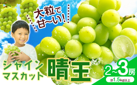 2026年先行予約】シャインマスカット【晴王】 岡山県産 2〜3房(計1.5kg