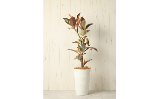 フィカスルビー（ゴムの木） 観葉植物 人気 植物 ゴム 樹 木 グリーン