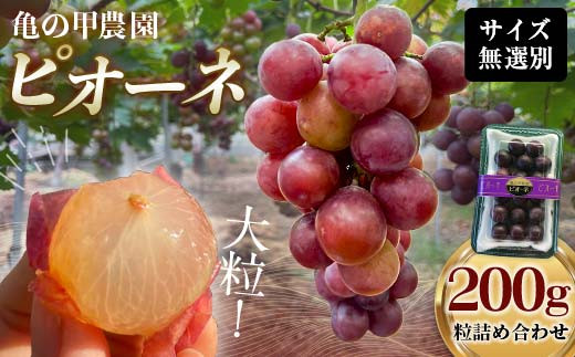 ブドウ お盆から秋口 予定。 無農薬｜食品