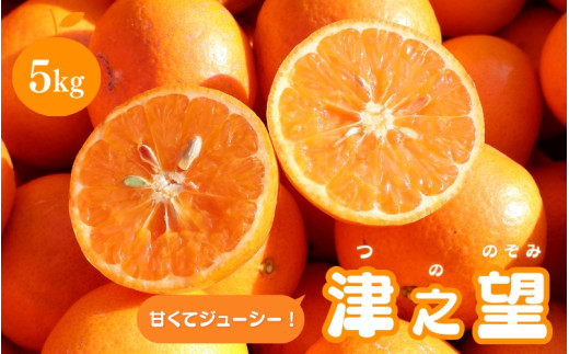 秀品】 みかん 津之望 5kg 【2025年1月より順次発送】 サイズ混合（M