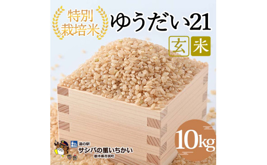 yȖ،sLzsLY ʍ͔|āq䂤21r10kg b Y Ȗ،Y  ʍ͔| Ȗؕ Ƃ ւ̔zs 2025N9{菇\