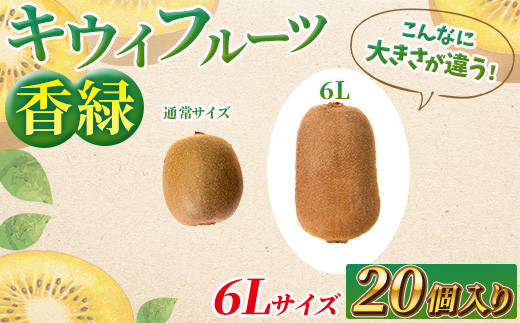 希少キウイフルーツ 「香緑」。6Lサイズ 20個入り 糖度16度。甘くて