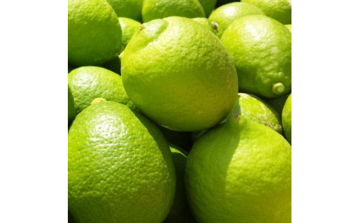 ya̎RxRzIBa̎R Lciƒpj3kg ms\nmYnm_nmm[bNXEm[h܁nmMS70n