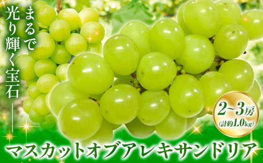 yRszys\zH }XJbgIuALThA 2`3[ v1.0kg RЁs2026N8{-9{oׁtR s }XJbg Ԃǂ ʕ t[c  