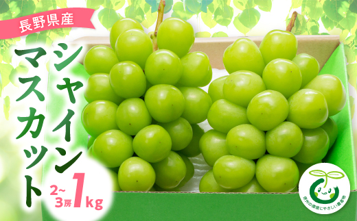y쌧sz2025NstVC}XJbg 1kg(2`3[)_ VC}XJbg Ԃǂ uhE }XJbg  쌧 1kg Â Ȃ ʕ  t[c fU[g Y Yn