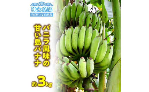 ふるさと納税 伊仙町 貞さんの島バナナ約3kg ふるさと納税 伊仙町 貞さんの島バナナ約3kg