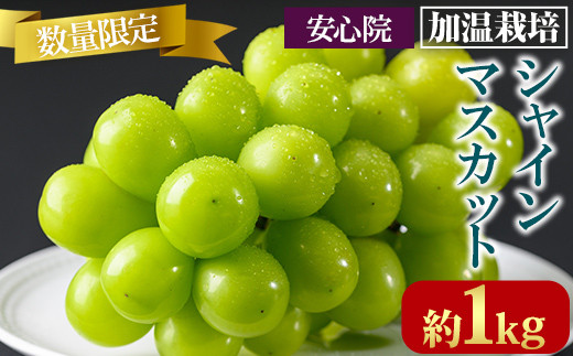 y啪FszVC}XJbg ͔|(1kg)VC}XJbg Ԃǂ  t[c ʕ  ʎs\tI2026N8{珇\聄kCAA