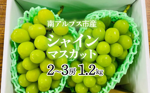 山梨県産　シャインマスカット秀品１０〜１２房 朝採り直送】黒系シャインマスカット（種無し）約1kg（2～3房）【2026