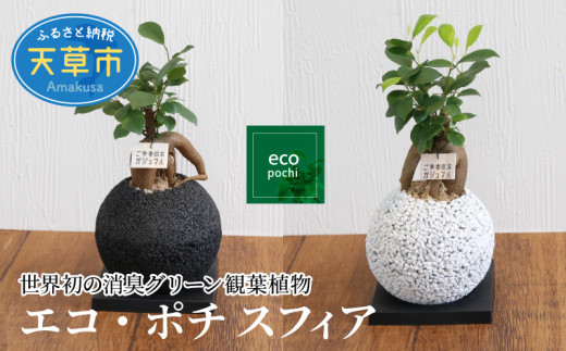 観葉植物 ガジュマル sd1_1455346eb67a6b0a6aa6084d61