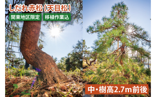 sd1_2c8ced23847dedf2b3efa5af6a