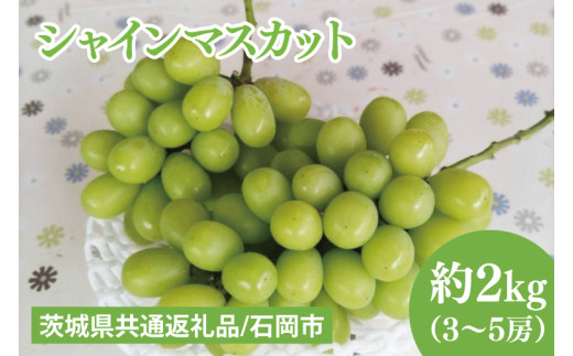 ふるさと納税  シャインマスカット 約2kg (茨城県共通返礼品 石岡市） 開田ぶどう園 産地直送 フルーツ 甘い 直送 茨城 限定 ギフト ぶどう シ… ふるさと納税 訳ありシャインマスカット 約2kg（茨城県共通返礼品