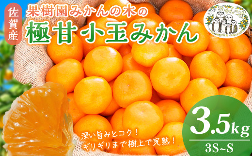 sd1_e9f97125062a56a664c8c8bfcb