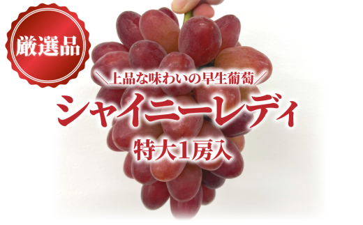 ぶどう10枚 houzainokura_172936444