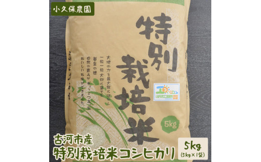 専用出品　　古米 11kg 　茨城県コシヒカリ 新米】令和6年度茨城県つくば市産自家栽培コシヒカリ玄米30kg9月