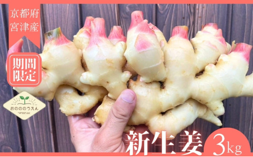 2026年発送分予約】京都府産 新生姜 3kg 栽培期間中 農薬 化学肥料