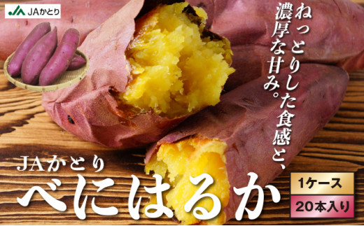 千葉県神崎町 JAかとり産 さつまいも 紅はるか Mサイズ20本入り 甘み