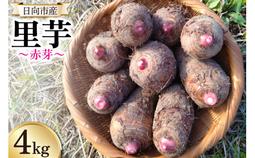 期間限定発送】 里芋 赤芽 4kg [甲斐自然派農園 宮崎県 日向市