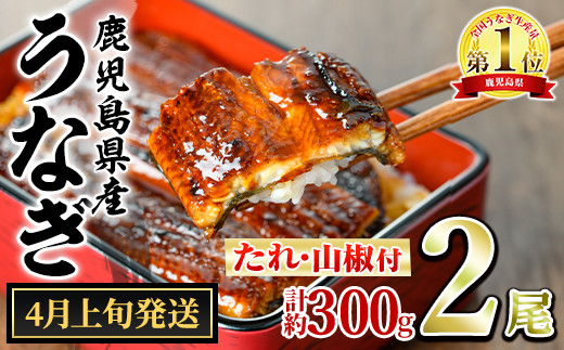 ふるさと納税 いちき串木野市 厳選!鹿児島県産うなぎ蒲焼2尾(約300g)と