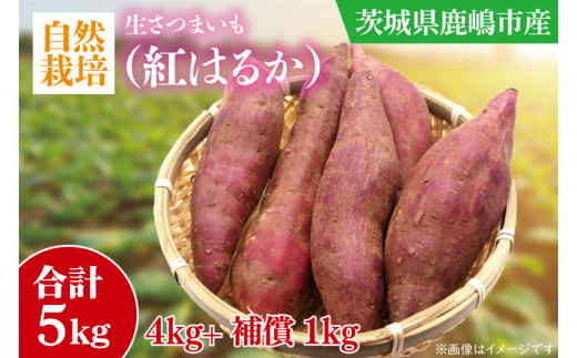 ☆先行予約☆【2026年10月中旬～11月末頃までの発送品！】【自然栽培