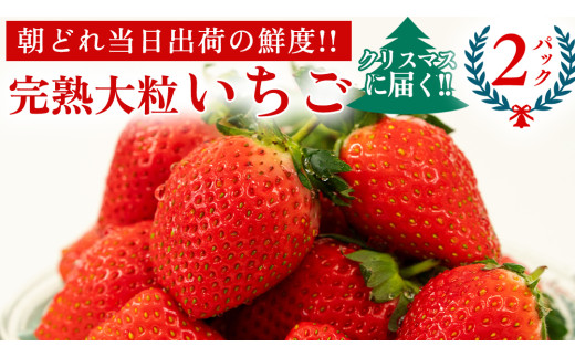 y錧}szy NX}X ( 24E25 ) ɓ͂Iz n  2pbN s\ 嗱 C`S  t[c ʕ [AF098ci]
