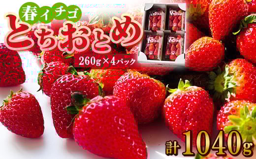 yȖ،sztC`SwƂƂ߁x(260g×4pbN)y1389986z