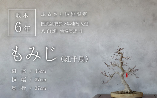 1点物】 盆栽 もみじ （紅千鳥） (8) 国風盆栽展 入選 作家 古澤