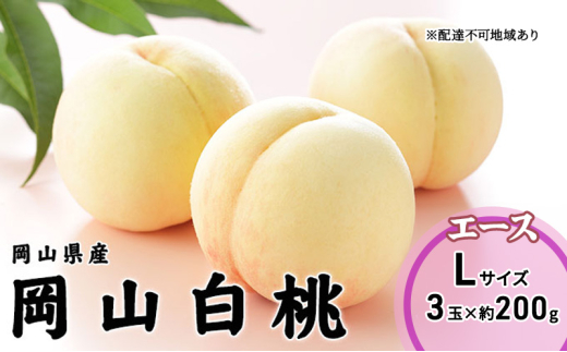 yRsz[5615-0675] 2026N s\ R  G[X 3×200giLTCYj RY JA܂̂   RY Y t[c ʕ Mtg