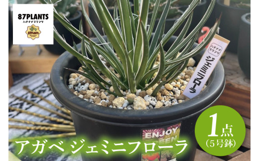 アガベ ジェミニフローラ sd1_1c26663bed8b4e2487bf06b9bc